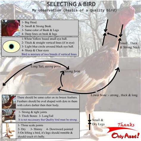 conditioning program for gamefowl|Training Gamefowl for Sabong Fights: Techniques and Tips for Success.